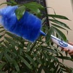 instant duster plants